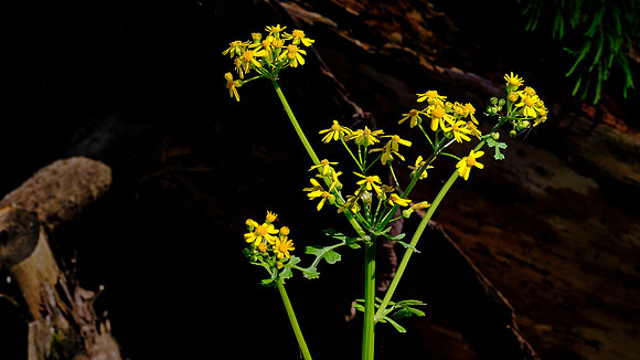 Francis Beidler Forest Audubon Center & Sanctuary