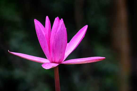 Sigiriya poppy, Sri Lanka