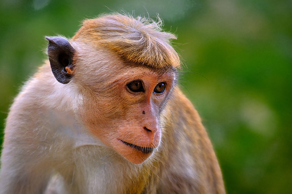 Current resident, Sigiriya, Sri Lanka