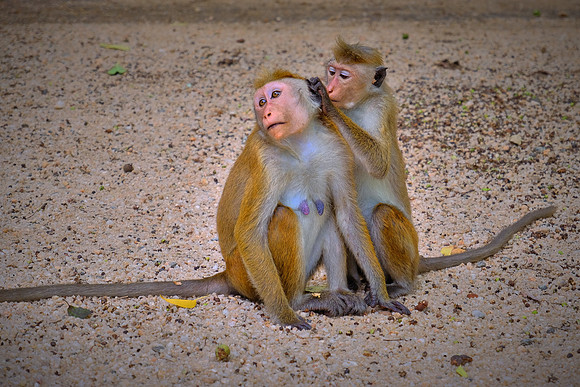 Current resident, Sigiriya, Sri Lanka