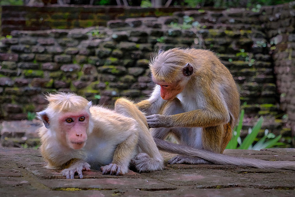 Current resident of the royal ancient city of the Kingdom of Polonnaruwa, Sri Lanka