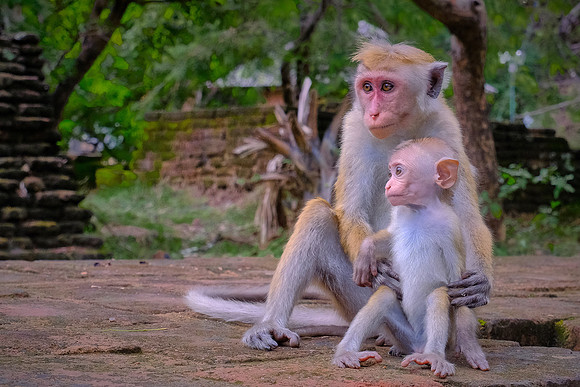 Current resident of the royal ancient city of the Kingdom of Polonnaruwa, Sri Lanka