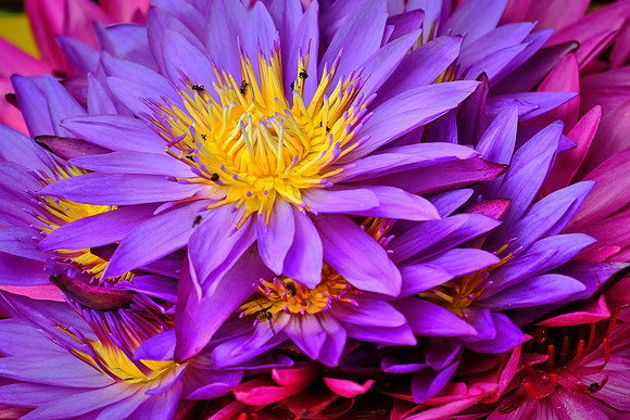 Buddhist prayer flowers to be submitted at The Temple of the Sacred Tooth Relic, Kandy, Sri Lanka