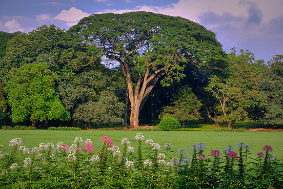 Royal Botanic Gardens at Peradeniya, Kandy, Sri Lanka