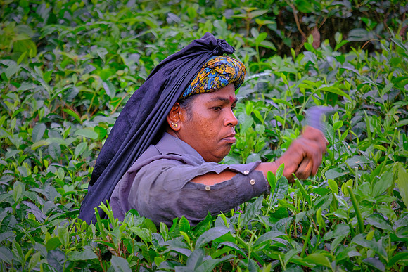 The tea industry in Sri Lanka is in jeopardy because tea must be harvested every six days and new labor is uninterested and unavaliable.
