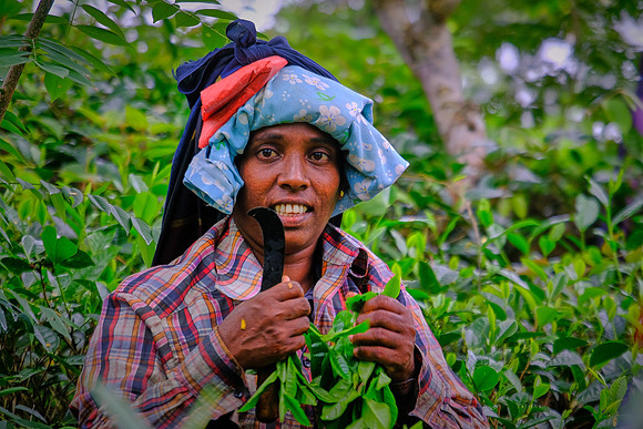 By 1965, Sir Lanka was the largest tea exporter in the world.  But today, the tea harvest in Sri Lanka has been reduced by climate change.