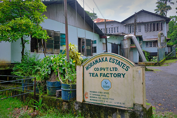 The Morawaka tea factory runs at only 20% of capacity because insufficient quality tea is available.