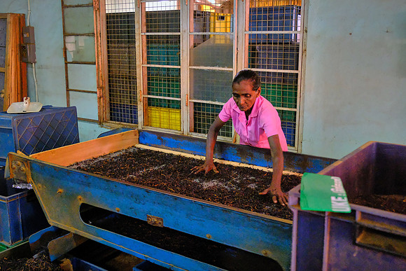 In the 19th century, Sri Lanka blossomed into a world center of tea production because, in part, Thomas Lipton exported the product to London.