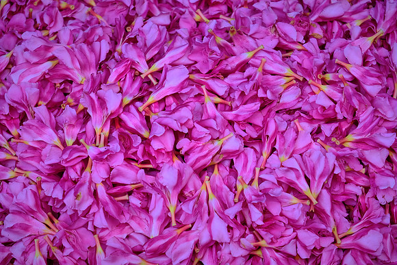 Street flowers  in Kancheepuram.