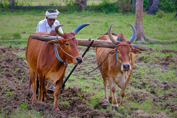 A day in the life of an Indian farming village.