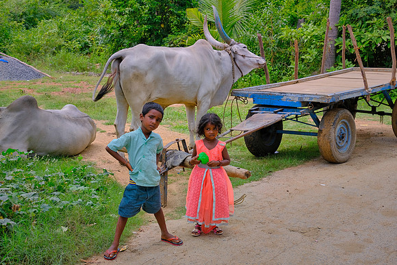 A day in the life of an Indian farming village.