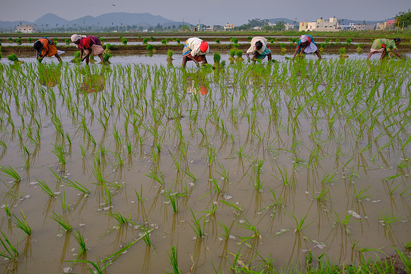 Rice paddy planters and transplanters: a manual sport.