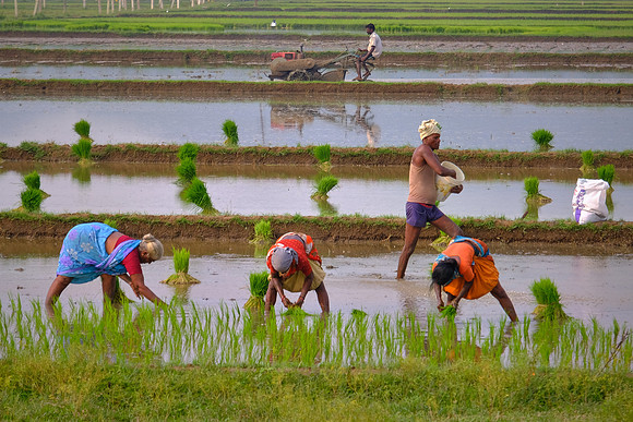 Rice paddy planters and transplanters: a manual sport.