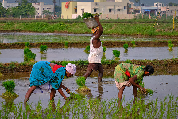 Rice paddy planters and transplanters: a manual sport.