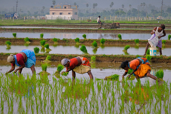 Rice paddy planters and transplanters: a manual sport.