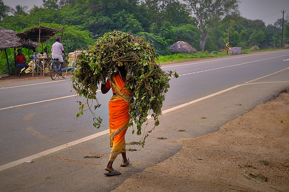 On the road to Madurai, Tamil Nadu, India