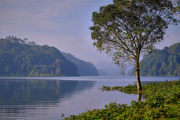 Periyar Wildlife Sanctuary, Thekkady, Kerala, India.