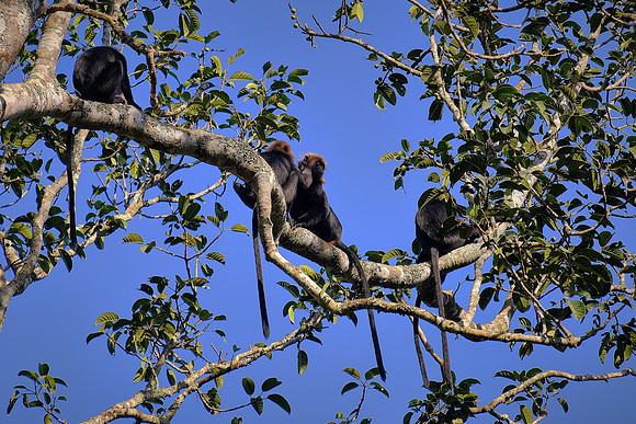 Nilgiri langur (rare black monkeys), Periyar Wildlife Sanctuary, Thekkady, Kerala, India.