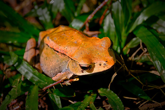 Periyar Wildlife Sanctuary, Thekkady, Kerala, India.