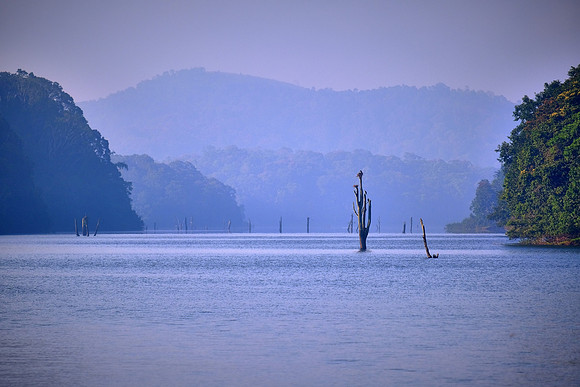 Periyar Wildlife Sanctuary, Thekkady, Kerala, India.