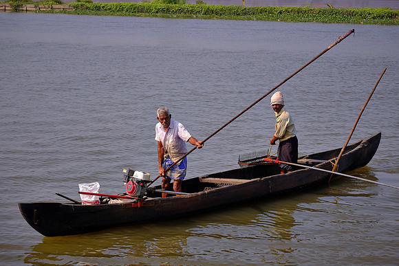 Fisherman rake in clams on Kerala Backwater