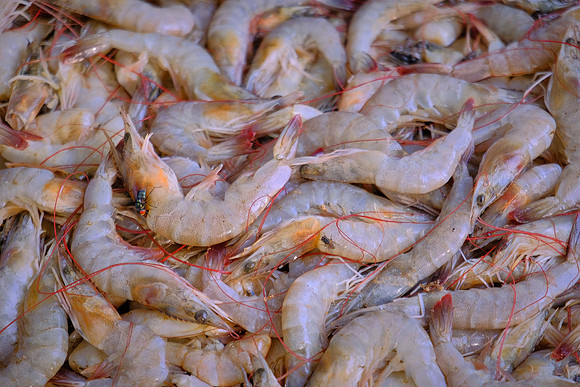 Shrimp at sidewalk fish market, Kochi, India.
