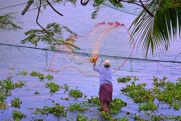 Fisherman casts fishing net, Kochi, India.