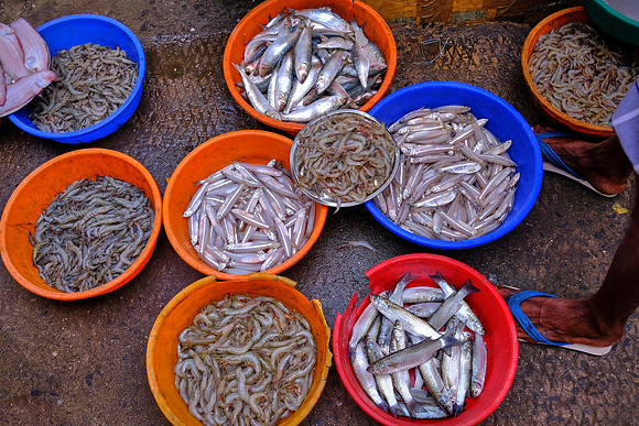 Sidewalk fish market, Kochi, India.