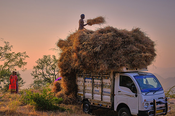 At work at sunset, Udaipur, Rajasthan, India.