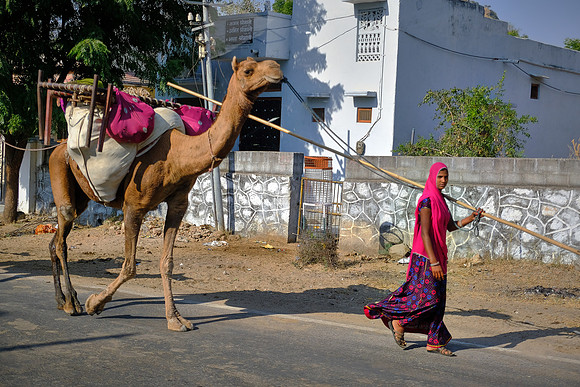 On the road to Jodhpur, Rajasthan, India.