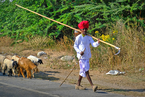 On the road to Jodhpur, Rajasthan, India.