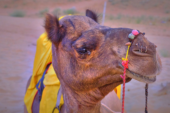 Rajasthan’s heritage camel culture is disappearing fast. To maintain camel herds takes knowledge, expertise and a lot of hard work. The camels of Rajasthan cannot survive without their guardians.