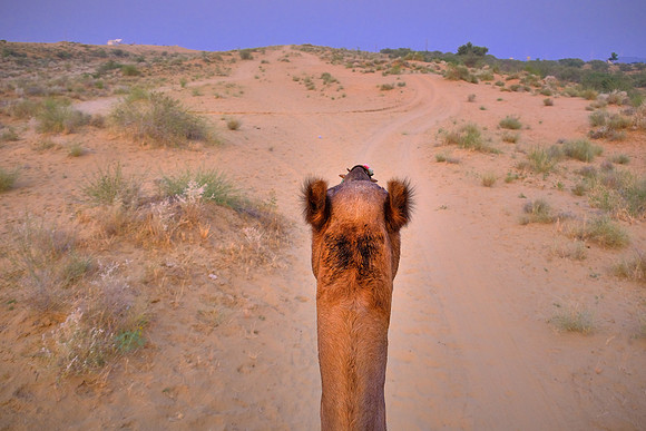 Fortunately, I had the opportunity to RACE my camel in rural Rajasthan, India.