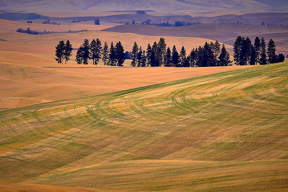 The Palouse, Southeastern Washington