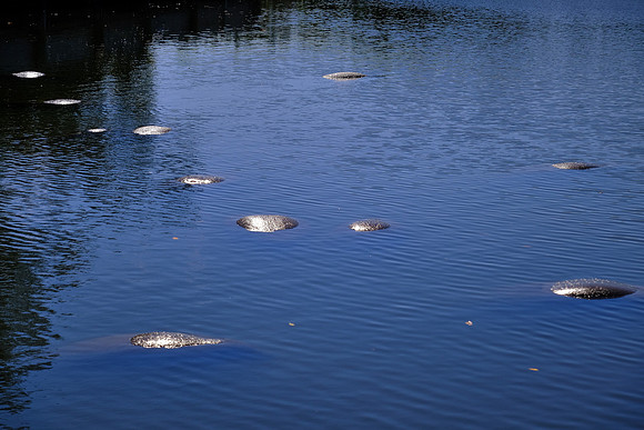 Manatees, Round Island Beach Park, Vero Beach, FL