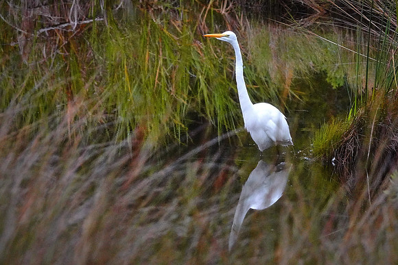 Great egret, Bulow Creek, Ormond Beach, FL