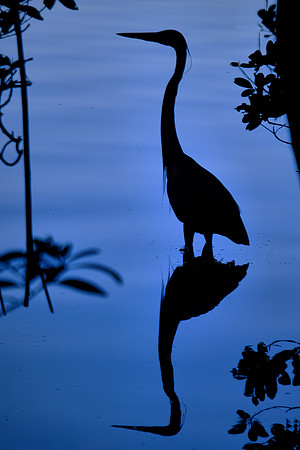 Great Blue Heron, Round Island Beach Park, Vero Beach, FL