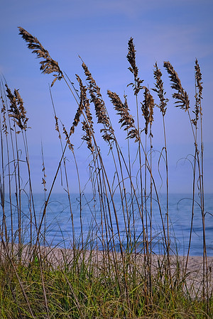 Sea oats, Vero Beach, FL