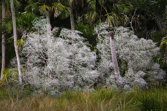 Bulow Creek, Ormond Beach, FL