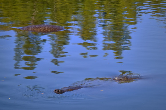 Manatees, Round Island Beach Park, Vero Beach, FL