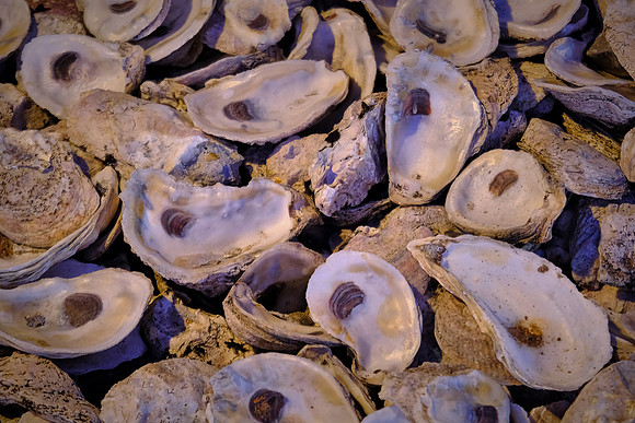 Spent oyster shells, Ponce Inlet, FL