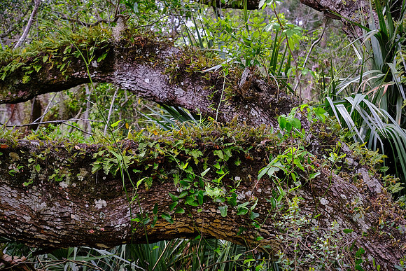 Anastasia State Park, St. Augustine, Florida