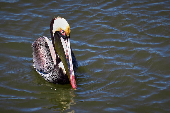 Brown Pelican, Bing's Landing, Palm Coast, Florida