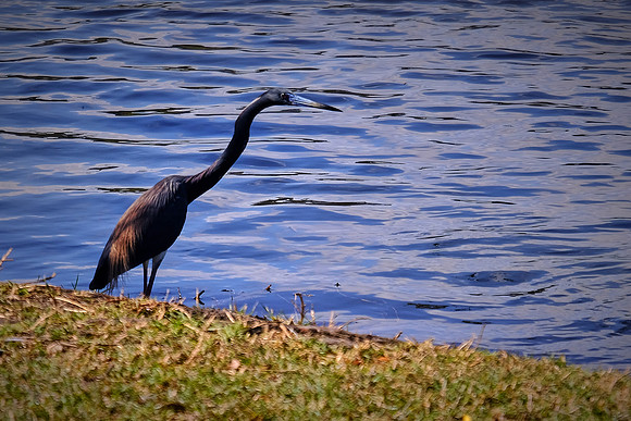Little Blue Heron, Princess Place Preserve, Marineland, Florida