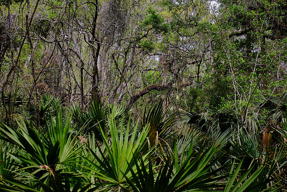 Anastasia State Park, St. Augustine, Florida