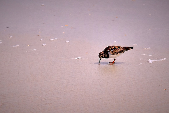 Sanderling, Anastasia State Park, St. Augustine, Florida