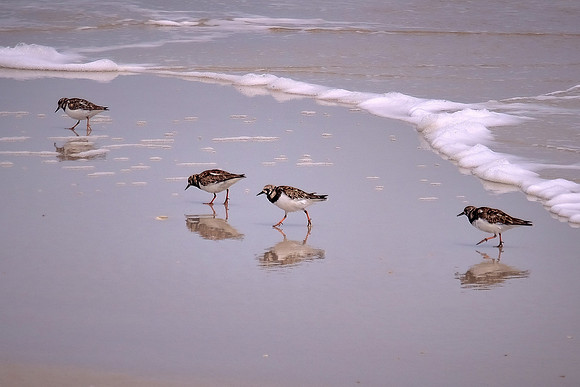 Sanderling, Anastasia State Park, St. Augustine, Florida