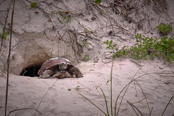 Anastasia State Park, St. Augustine, Florida