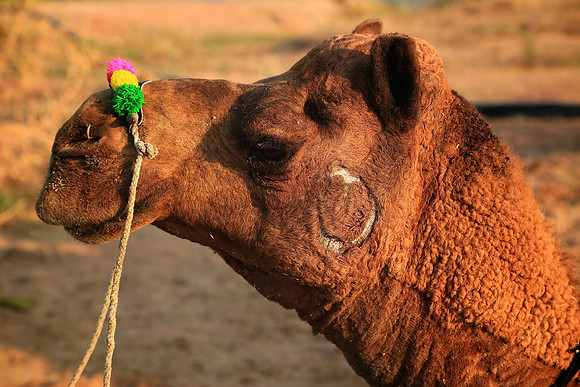 Nagaur Camel and Livestock Fair, Nagaur, Rajasthan
