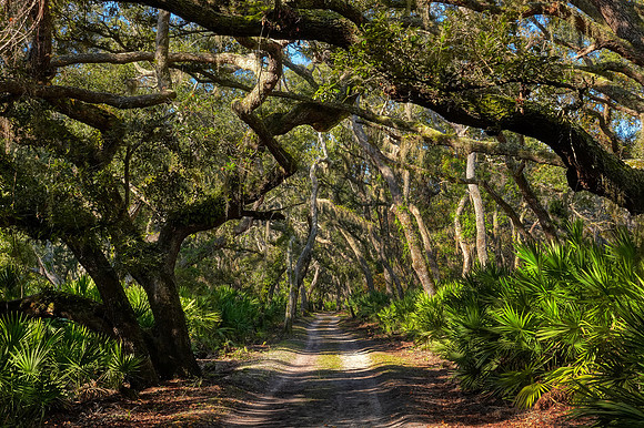 Live oaks in maritime forest on the road to Greyfield Inn, Cumberland Island